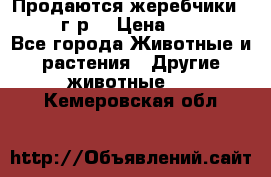 Продаются жеребчики 14,15 16 г.р  › Цена ­ 177 000 - Все города Животные и растения » Другие животные   . Кемеровская обл.